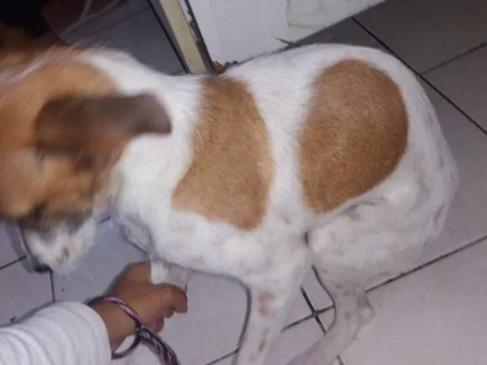 Cachorro raça Vira lata idade 7 a 11 meses nome Joli