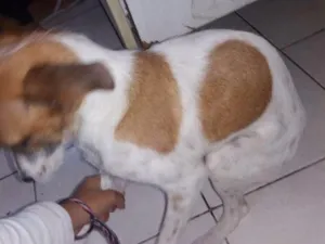 Cachorro raça Vira lata idade 7 a 11 meses nome Joli