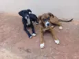 Cachorro raça Fila com vira-lata e viralata idade 2 a 6 meses nome Belly e mel