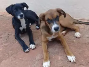 Cachorro raça Fila com vira-lata e viralata idade 2 a 6 meses nome Belly e mel