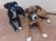 Cachorro raça Fila com vira-lata e viralata idade 2 a 6 meses nome Belly e mel