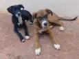 Cachorro raça Fila com vira-lata e viralata idade 2 a 6 meses nome Belly e mel