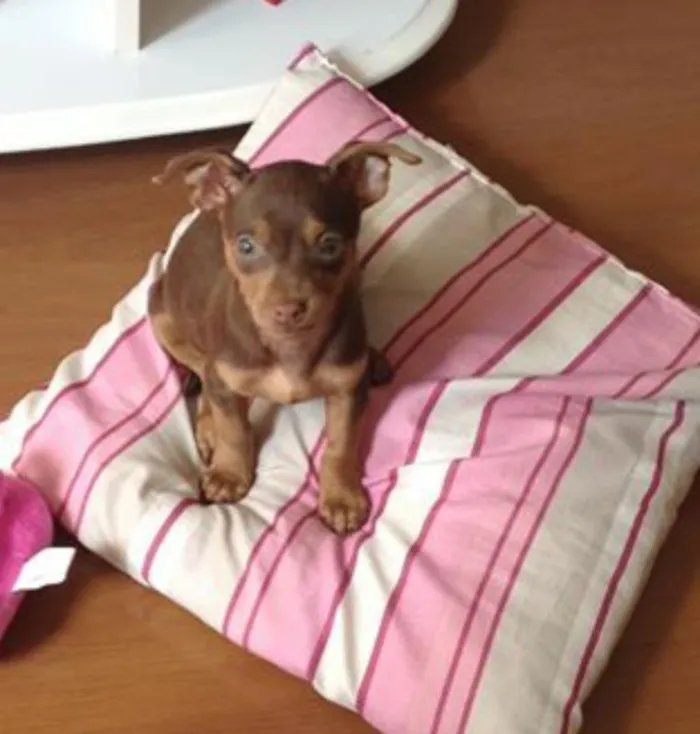 Cachorro ra a SRD idade 2 a 6 meses nome Alice