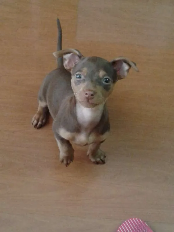 Cachorro ra a SRD idade 2 a 6 meses nome Alice