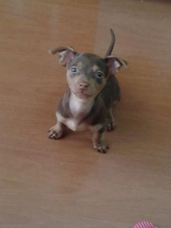 Cachorro ra a SRD idade 2 a 6 meses nome Alice