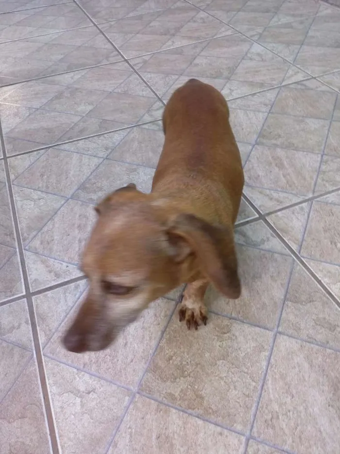 Cachorro ra a Bace idade 6 ou mais anos nome Pingo