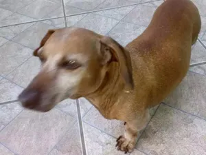 Cachorro raça Bace idade 6 ou mais anos nome Pingo