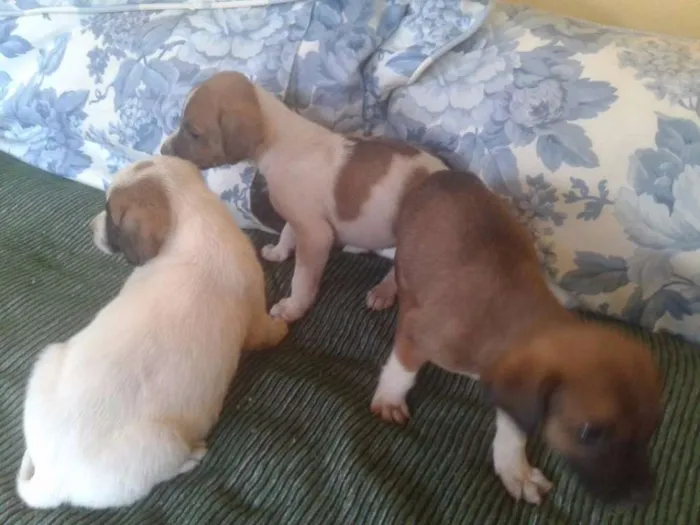 Cachorro ra a SDR idade Abaixo de 2 meses nome SEM NOME