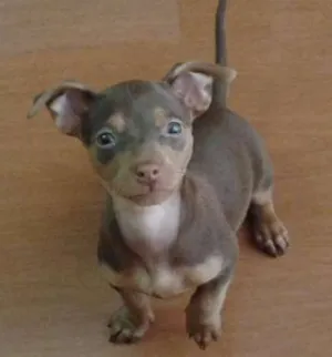 Cachorro raça SRD idade 2 a 6 meses nome Alice