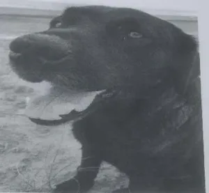 Cachorro raça Labrador idade 3 anos nome Garu