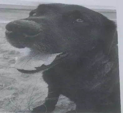 Cachorro raça Labrador idade 3 anos nome Garu