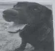 Cachorro raça Labrador idade 3 anos nome Garu