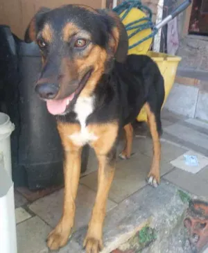 Cachorro raça Srd idade 2 a 6 meses nome Princesa