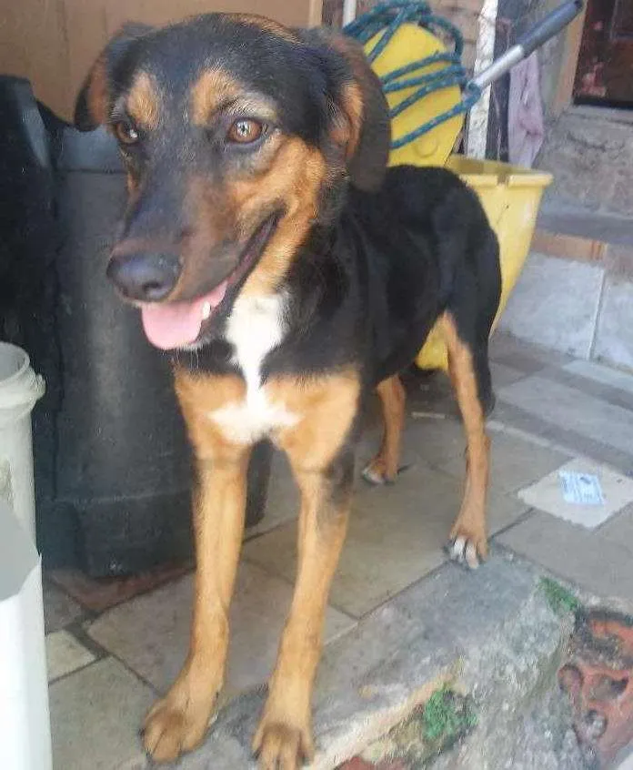 Cachorro ra a Srd idade 2 a 6 meses nome Princesa