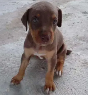 Cachorro raça misturada idade Abaixo de 2 meses nome não tem 