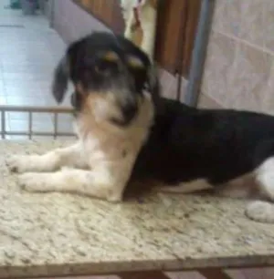 Cachorro raça fox paulistinha idade 7 a 11 meses nome spock