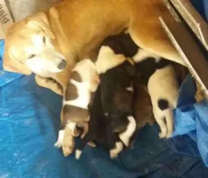 Cachorro raça Misturado idade Abaixo de 2 meses nome Não tem nome