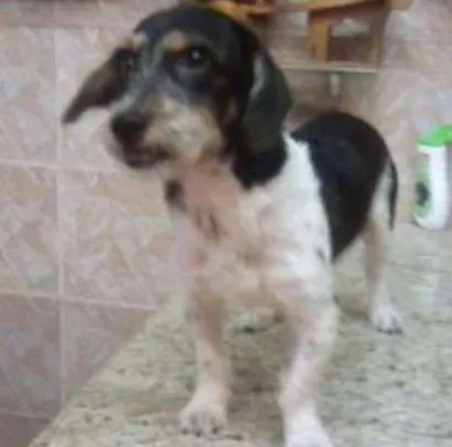 Cachorro raça fox paulistinha idade 7 a 11 meses nome Spock