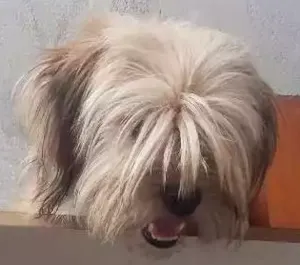 Cachorro raça Ioki chani misturado idade 1 ano nome Mel