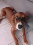 Cachorro raça Fila com vira-lata e viralata idade 2 a 6 meses nome Belly e mel