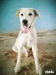 Rati 