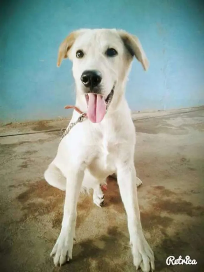 Cachorro ra a Labrador  idade 1 ano nome Rati 