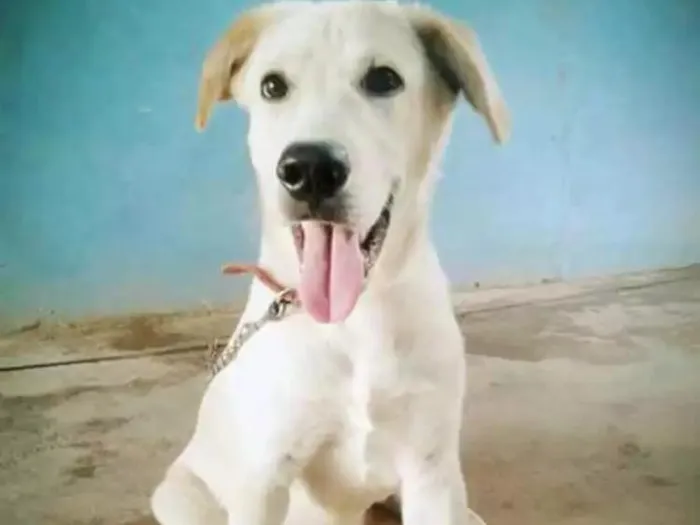 Cachorro ra a Labrador  idade 1 ano nome Rati 