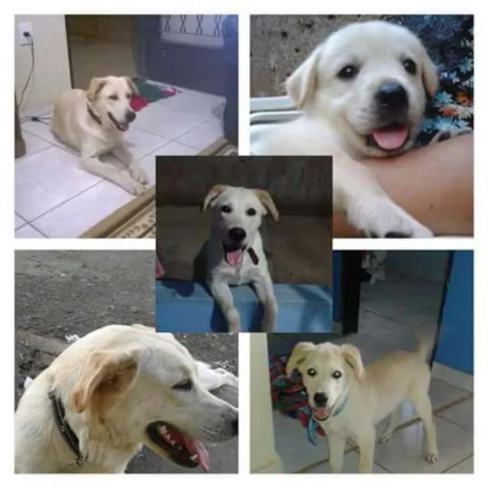 Cachorro ra a Labrador  idade 1 ano nome Rati 
