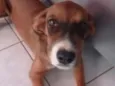 Cachorro raça Fila com vira-lata e viralata idade 2 a 6 meses nome Belly e mel