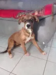 Cachorro raça Fila com vira-lata e viralata idade 2 a 6 meses nome Belly e mel