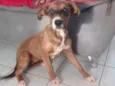 Cachorro raça Fila com vira-lata e viralata idade 2 a 6 meses nome Belly e mel