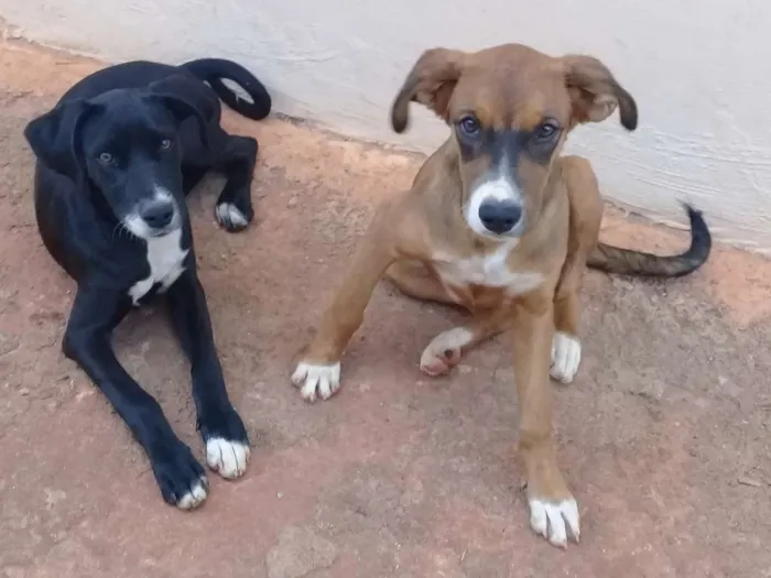 Cachorro raça Fila com vira-lata e viralata idade 2 a 6 meses nome Belly e mel