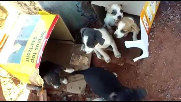 Cachorro ra a NDF idade Abaixo de 2 meses nome Vários