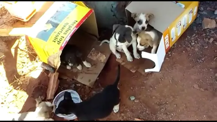 Cachorro ra a NDF idade Abaixo de 2 meses nome Vários