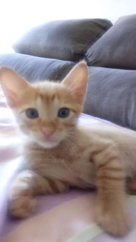 Gato ra a VIRA LATA idade Abaixo de 2 meses nome MEIGUINHA