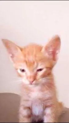 Gato ra a vira lata idade Abaixo de 2 meses nome Chininha