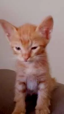Gato raça vira lata idade Abaixo de 2 meses nome Chininha