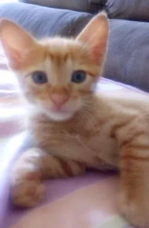Gato raça VIRA LATA idade Abaixo de 2 meses nome MEIGUINHA