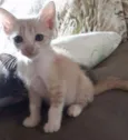 Miojo