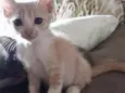 Miojo