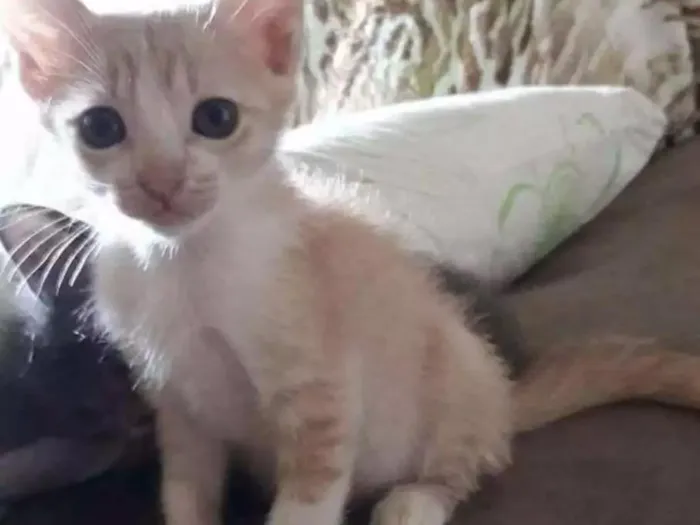 Gato ra a Srd idade 2 a 6 meses nome Miojo