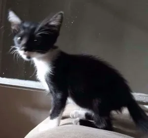 Gato raça Srd idade 2 a 6 meses nome Oreo