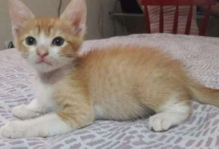 Gato ra a Srd idade 2 a 6 meses nome Bob