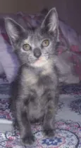 Pirata