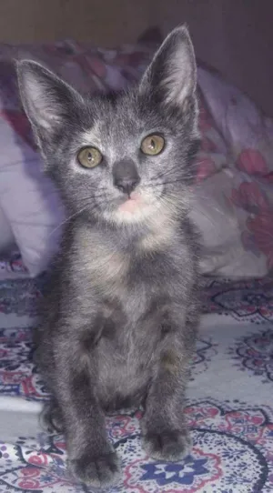 Gato raça SRD idade 2 a 6 meses nome Pirata