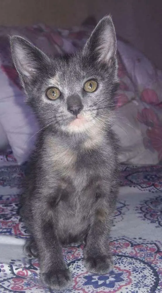 Gato ra a SRD idade 2 a 6 meses nome Pirata