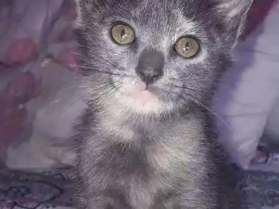 Gato ra a SRD idade 2 a 6 meses nome Pirata