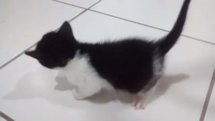 Gato raça Sem raça idade Abaixo de 2 meses nome Estão sem nomes