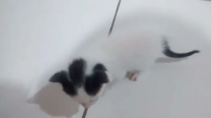 Gato raça Sem raça idade Abaixo de 2 meses nome Estão sem nomes