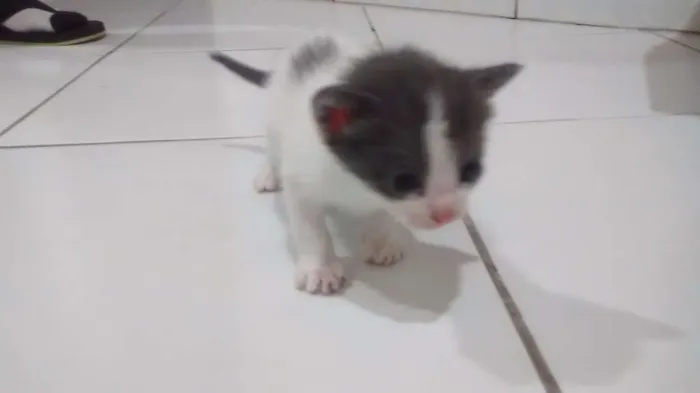 Gato raça Sem raça idade Abaixo de 2 meses nome Estão sem nomes